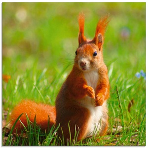 Artland, Artland Glasbild »Eichhörnchen Kontakt«, Artland Glasbild »Eichhörnchen Kontakt«, Wildtiere, (1 St.), in verschiedenen Grössen