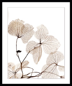 QUEENCE, queence Bild »Ina«, Blumen, Blumen, gerahmt, queence Bild »Ina«, Blumen, Blumen, gerahmt