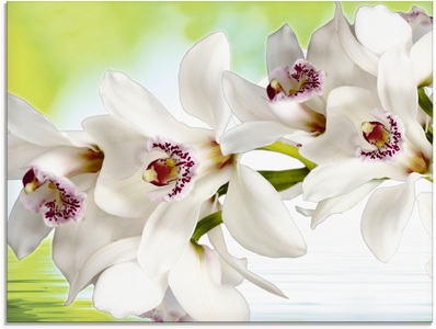 Artland Glasbild »Weisse Orchidee«