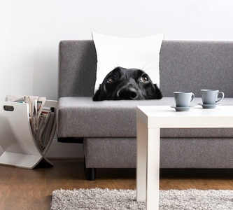 queence Dekokissen »Labby«, (1 St.), mit einem neugierigen Labrador