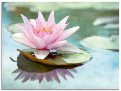 Artland Glasbild »Rosa Seerose«
