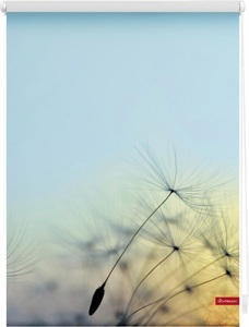 LICHTBLICK, Seitenzugrollo, Lichtblick, »Pusteblume«, Klemmfix, Kettenzug, Lichtschutz, Fixmass, ohne Bohren, LICHTBLICK ORIGINAL Seitenzugrollo »Klemmfix Motiv Pusteblume«, Lichtschutz, ohne Bohren, freihängend, bedruckt