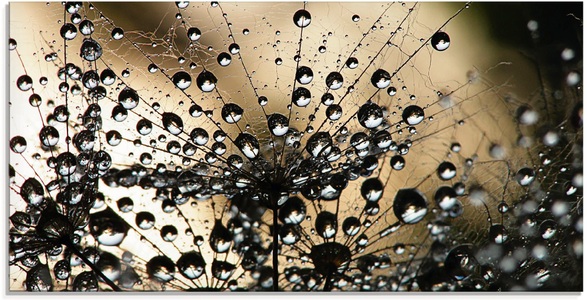 Artland Glasbild »Nasser Löwenzahn«