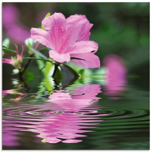 Artland, Artland Glasbild »Azalee«, Artland Glasbild »Azalee«, Blumen, (1 St.), in verschiedenen Grössen