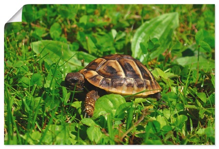 Artland Wandbild »Griechische Landschildkröten Baby«