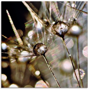 Artland Glasbild »Pusteblume mit Wasserperlen«