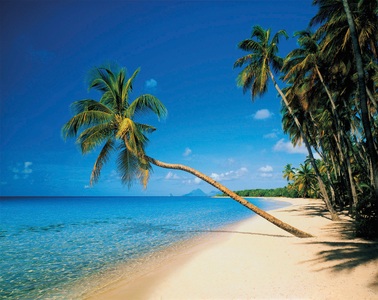 Papermoon, Papermoon Fototapete »Leaning Palms«, Papermoon Fototapete »Leaning Palms«