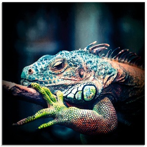 Artland Glasbild »Leguan«