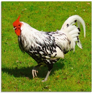 Artland Glasbild »Gepunktetes Huhn«