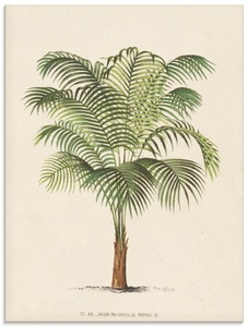 Artland, Artland Glasbild »Palme II«, Artland Glasbild »Palme II«, Pflanzen, (1 St.), in verschiedenen Grössen