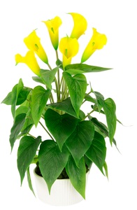 IGEA, I.GE.A. Kunstblume »Calla«, (1 St.), Im Topf aus Keramik Kunstpflanze Künstliche Blumen Seidenblumen, I.GE.A. Kunstblume »Calla«, Im Topf aus Keramik Kunstpflanze Künstliche Blumen Seidenblumen