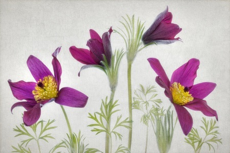 Papermoon, Papermoon Fototapete »Photo-Art MANDY DISHER, PULSATILLA«, Vliestapete, hochwertiger Digitaldruck, inklusive Kleister, Papermoon Fototapete »Photo-Art MANDY DISHER, PULSATILLA«