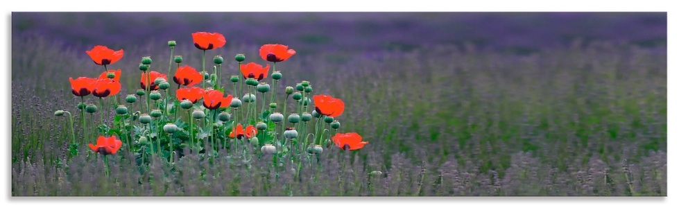Artland, Artland Küchenrückwand »Lavendelfarm in Sequim - Mohnblumen«, Artland Küchenrückwand »Lavendelfarm in Sequim - Mohnblumen«, (1 tlg.), Alu Spritzschutz mit Klebeband, einfache Montage