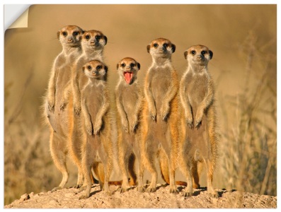Artland, Artland Wandbild »Erdmännchen Familie«, Artland Wandbild »Erdmännchen Familie«, Wildtiere, (1 St.), als Alubild, Outdoorbild, Leinwandbild, Poster, Wandaufkleber