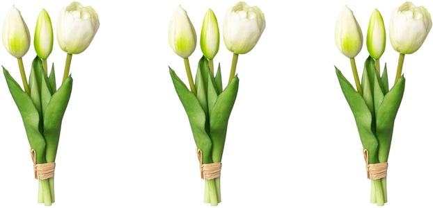 MY HOME, my home Kunsttulpe »Tulpenbund«, (3 St.), my home Kunsttulpe »Tulpenbund«