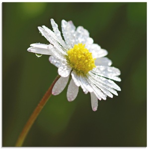 Artland Glasbild »Gänseblümchen«