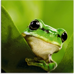 Artland Glasbild »Ausspähender Frosch«