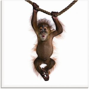 Artland Glasbild »Baby Sumatra Orang Utan hängt an Seil«