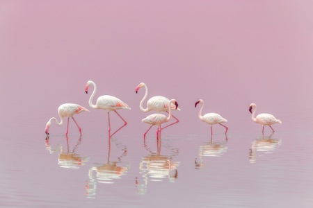 Papermoon, Papermoon Fototapete »Photo-Art EIJI ITOYAMA, FLAMINGOS«, Vliestapete, hochwertiger Digitaldruck, inklusive Kleister, Papermoon Fototapete »Photo-Art EIJI ITOYAMA, FLAMINGOS«