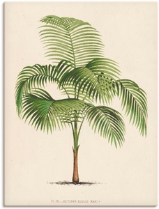 Artland, Artland Wandbild »Palme I«, 
