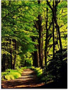 Artland Glasbild »Weg im Wald«
