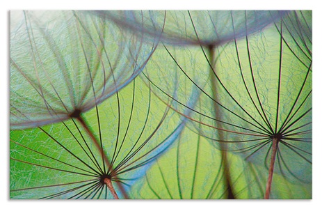 Artland, Artland Küchenrückwand »Pusteblumen-Samen II«, Artland Küchenrückwand »Pusteblumen-Samen II«, (1 tlg.), Alu Spritzschutz mit Klebeband, einfache Montage