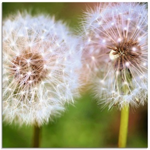 Artland Glasbild »Pusteblume Zweisamkeit«