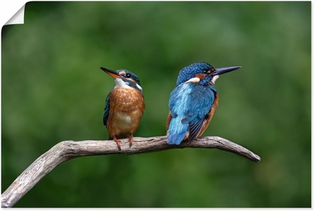 Artland, Artland Wandbild »Zwei Eisvogel«, Vogelbilder, (1 St.), in vielen Grössen & Produktarten - Alubild / Outdoorbild für den Aussenbereich, Leinwandbild, Poster, Wandaufkleber / Wandtattoo auch für Badezimmer geeignet, Artland Wandbild »Zwei Eisvogel«, Vogelbilder, (1 St.), als Alubild, Outdoorbild, Poster in verschied. Grössen