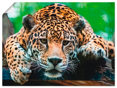 Artland, Artland Wandbild »Südamerikanischer Jaguar«, Artland Wandbild »Südamerikanischer Jaguar«, Wildtiere, (1 St.), als Alubild, Outdoorbild, Leinwandbild, Poster, Wandaufkleber
