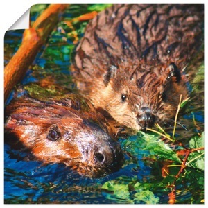 Artland, Artland Wandbild »Biber mit Baby«, Artland Wandbild »Biber mit Baby«, Wildtiere, (1 St.), als Alubild, Leinwandbild, Wandaufkleber oder Poster in versch. Grössen