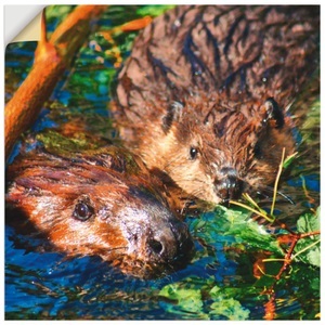 Artland, Artland Wandbild »Biber mit Baby«, Artland Wandbild »Biber mit Baby«, Wildtiere, (1 St.), als Alubild, Leinwandbild, Wandaufkleber oder Poster in versch. Grössen