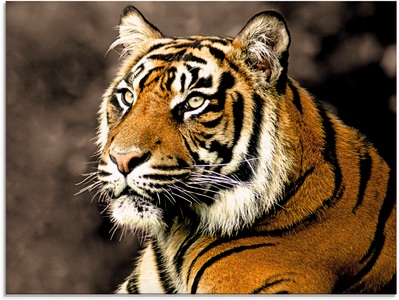 Artland Glasbild »Tiger_sepia«