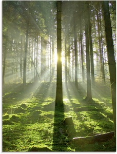 Artland Glasbild »Wald im Gegenlicht«