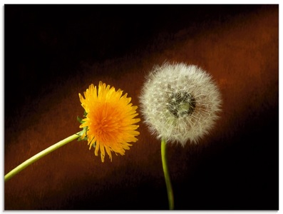 Artland Glasbild »Pusteblume Löwenzahn«