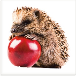 Artland Glasbild »Glücklicher Igel«