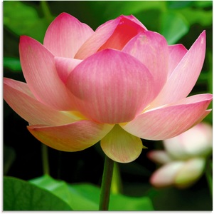 Artland Glasbild »Lotus - Seerose«