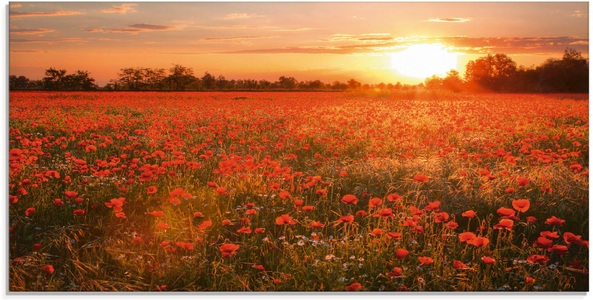 Artland Glasbild »Mohnblumenfeld bei Sonnenuntergang«