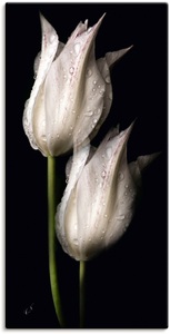 Artland, Artland Wandbild »Weisse Tulpen in der Nacht«, Blumenbilder, (1 St.), in vielen Grössen & Produktarten - Alubild / Outdoorbild für den Aussenbereich, Leinwandbild, Poster, Wandaufkleber / Wandtattoo auch für Badezimmer geeignet, Artland Wandbild »Weisse Tulpen in der Nacht«, Blumenbilder, (1 St.), als Alubild, Outdoorbild, Leinwandbild, Poster, Wandaufkleber