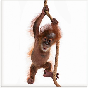 Artland Glasbild »Baby Sumatra Orang Utan hängt am Seil«