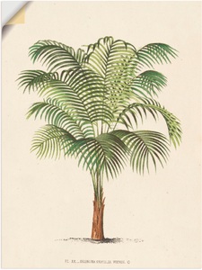 Artland, Artland Wandbild »Palme II«, Artland Wandbild »Palme II«, Pflanzen, (1 St.), als Leinwandbild, Poster, Wandaufkleber in verschied. Grössen