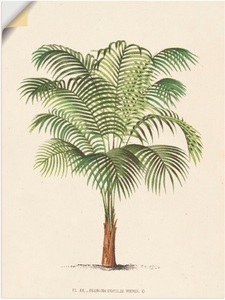 Artland, Artland Wandbild »Palme II«, Artland Wandbild »Palme II«, Pflanzen, (1 St.), als Leinwandbild, Poster, Wandaufkleber in verschied. Grössen