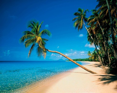 Papermoon, Papermoon Fototapete »Leaning Palms«, Papermoon Fototapete »Leaning Palms«
