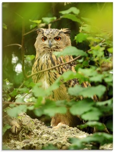 Artland Glasbild »Vogel Uhu«