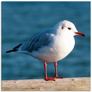 Artland Glasbild »Möwe«