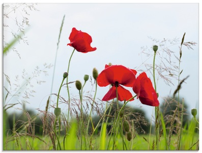 Artland Glasbild »Mohnblumen«