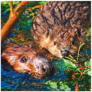 Artland, Artland Wandbild »Biber mit Baby«, Artland Wandbild »Biber mit Baby«, Wildtiere, (1 St.), als Alubild, Leinwandbild, Wandaufkleber oder Poster in versch. Grössen