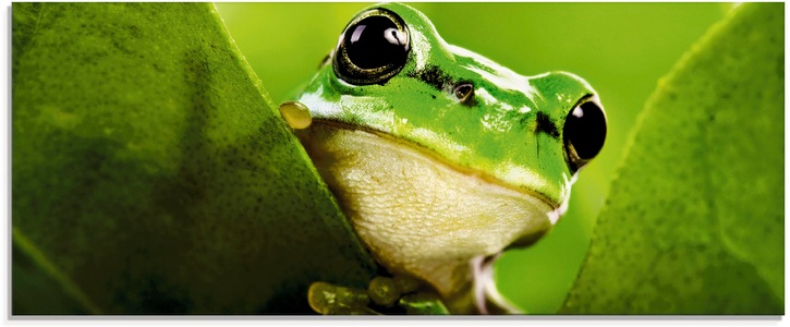 Artland Glasbild »Ausspähender Frosch«