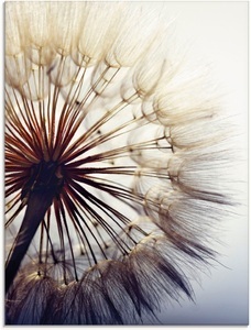 Artland Glasbild »Grosse Pusteblume«