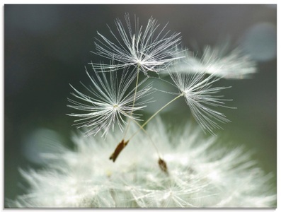 Artland Glasbild »Pusteblume Facility«