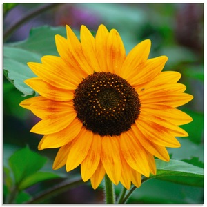 Artland Glasbild »Sonnenblume«